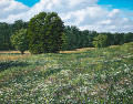 Painting: Queen Anne's Lace